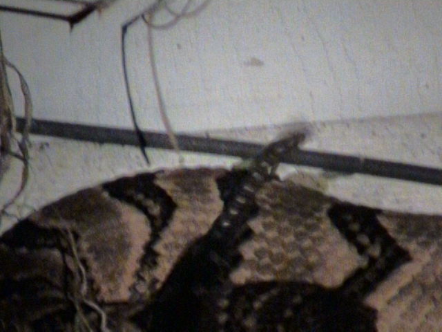 Cane Brake
