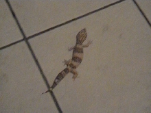 leopard gecko trepmer giant