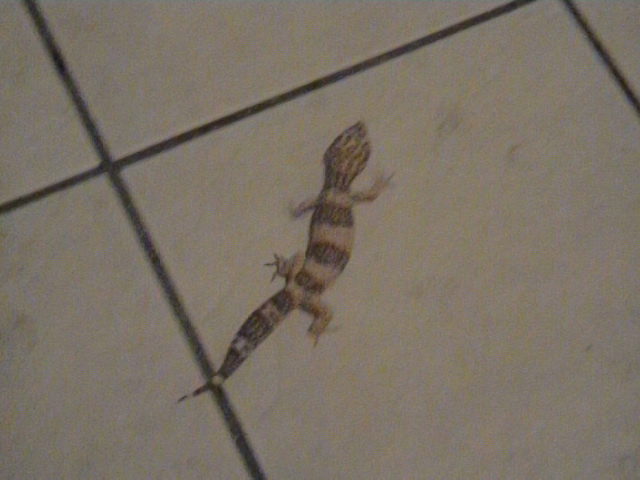 leopard gecko trepmer giant