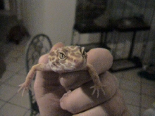 leopard gecko trepmer giant