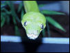 Chondro male