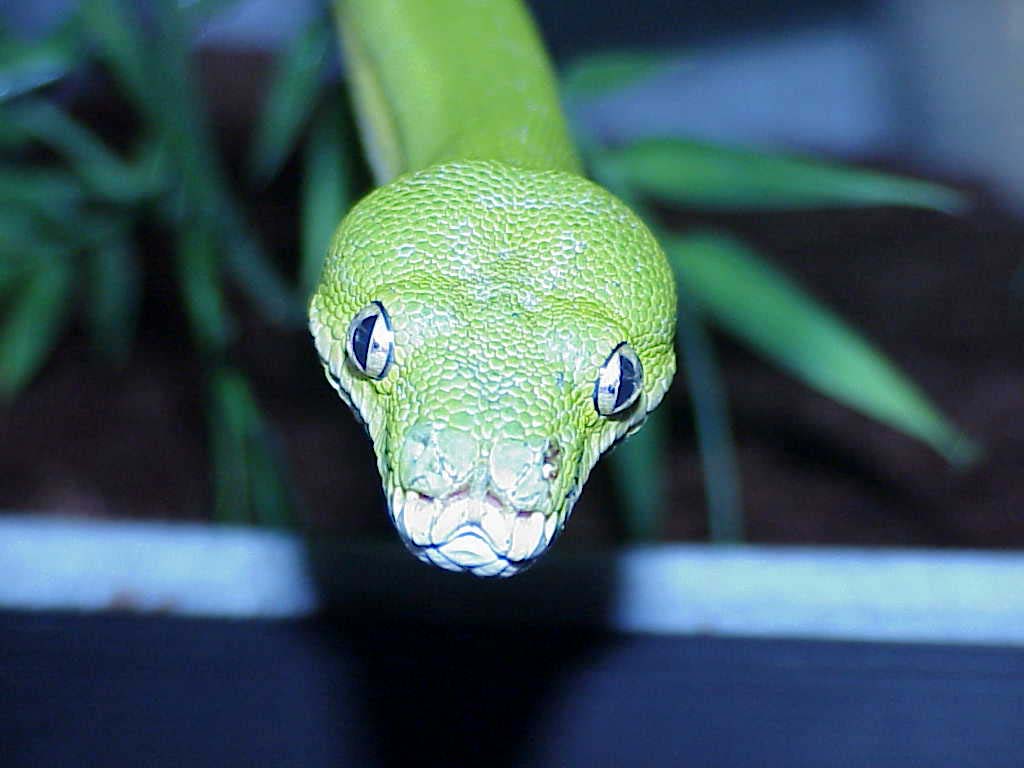 Chondro male
