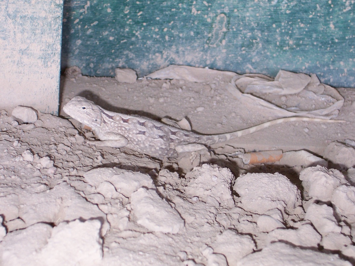 Iraqi Agama?