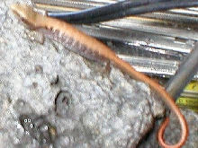 Unknown lizard