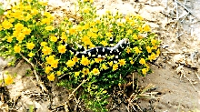 Ambystoma tigrinum mavortium in New Mexico