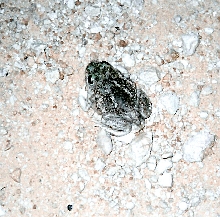 Plains Spadefoot