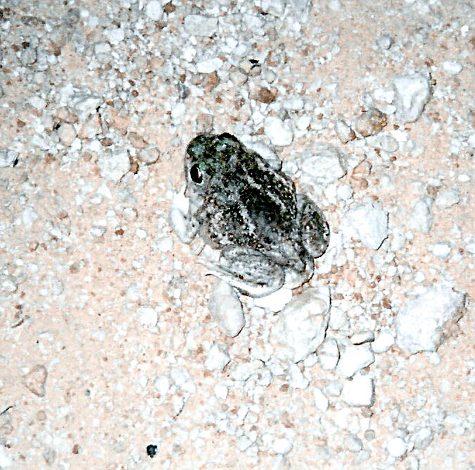 Plains Spadefoot