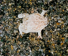 Fat Female Great Plains Toad