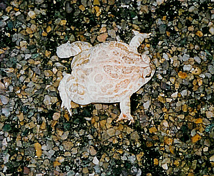Fat Female Great Plains Toad
