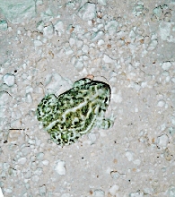 Mystery toad