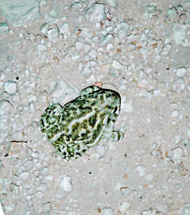 Mystery toad