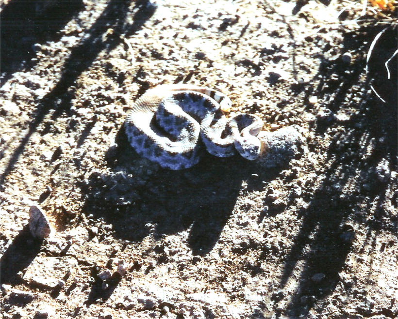 Young Western Diamondback