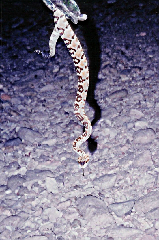 Black Tailed Rattlesnake