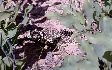 Female Collared Lizard