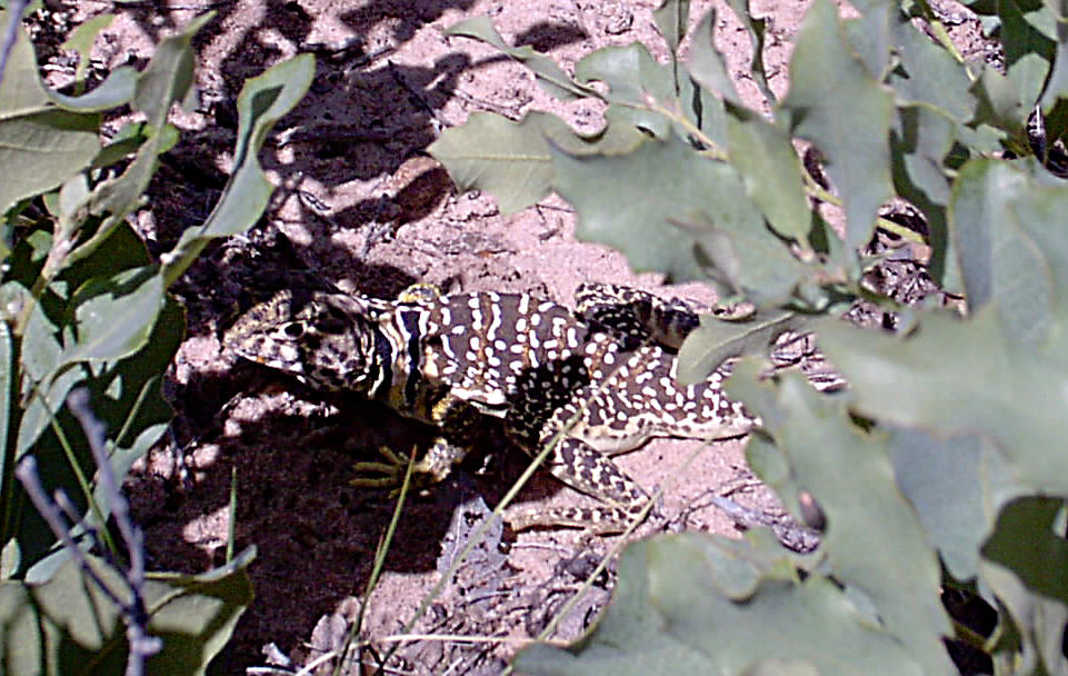 Female Collared Lizard