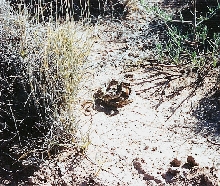 Young Prairie Rattlesnake