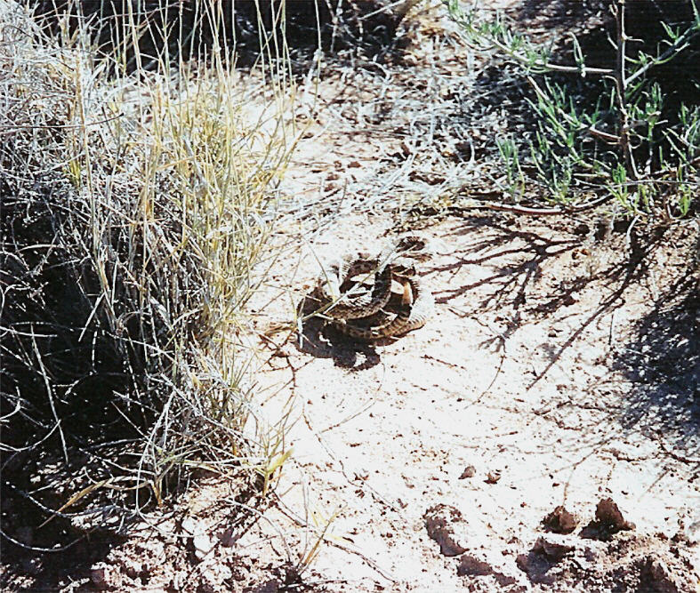Young Prairie Rattlesnake