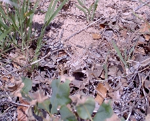 Texas Horned Lizard