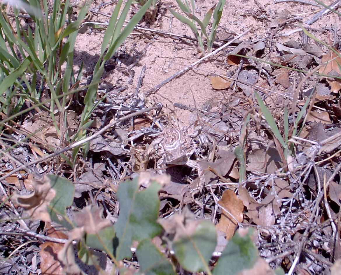 Texas Horned Lizard