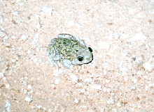 Couch's Spadefoot