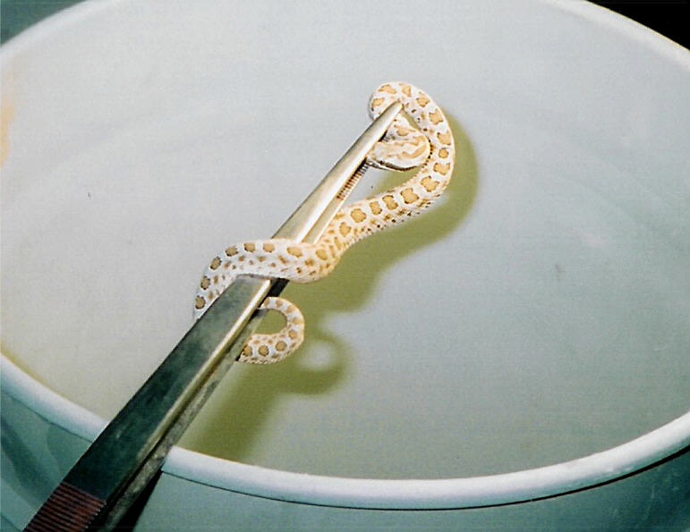 Safe handling of a small massasauga