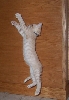 Crush doing Acrobats
