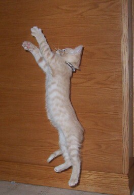 Crush doing Acrobats