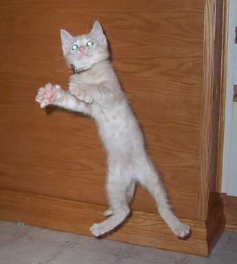 Crush doing Acrobats