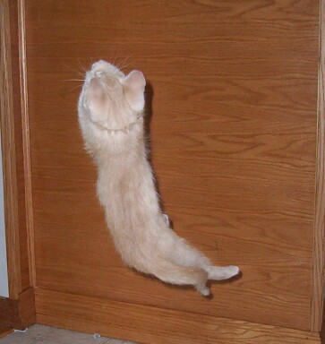 Crush doing Acrobats