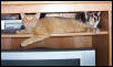 Kits in the TV