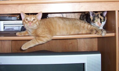 Kits in the TV