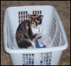 Laundry Fever