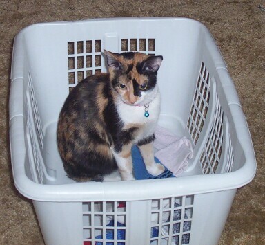 Laundry Fever