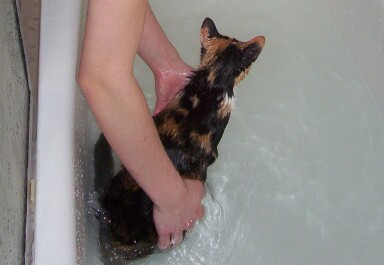 Banff in tub