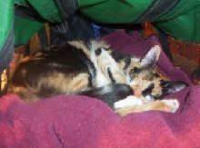 Carrier Kitty!!