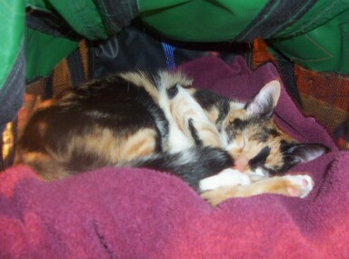Carrier Kitty!!