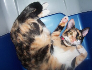 Silly kitten...