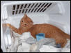 Casey in laundry