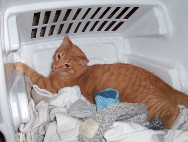 Casey in laundry
