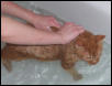 Casey in the Tub