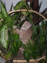 Crushy in the Jungle 2