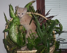 Crushy in the Jungle!!