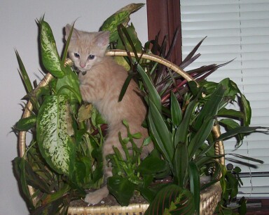 Crushy in the Jungle!!