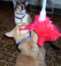 Featherduster