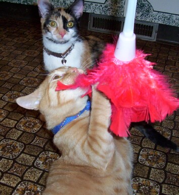 Featherduster