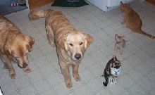 Gallagher Macintosh Casey Banff Crush kitten cat dog puppy Golden Retriever
