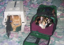 Carrier kittens!!!