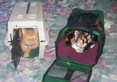 Carrier kittens!!!