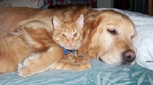 Macintosh and Casey