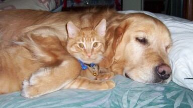 Macintosh and Casey
